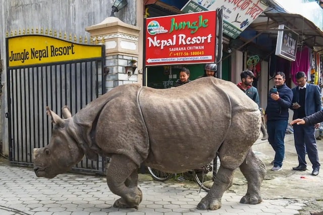 Un rinoceronte e alcuni passanti condividono la stessa strada in Nepal