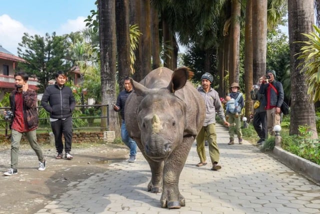 Un rinoceronte e alcuni passanti condividono la stessa strada in Nepal