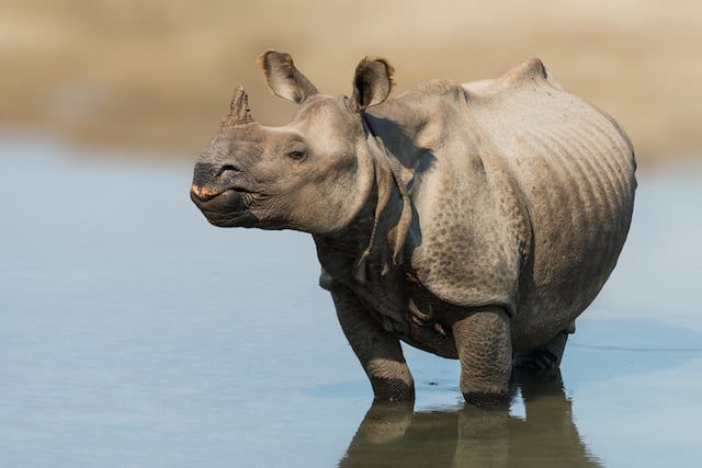Un rinoceronte indiano nell'acqua