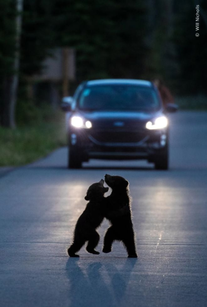 Due cuccioli di orso litigano sulla strada