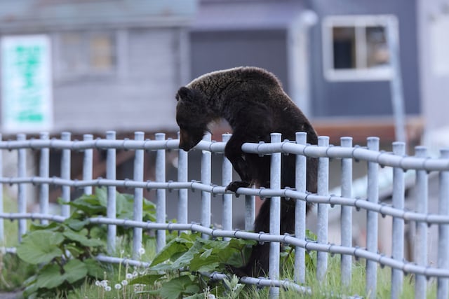 Un giovane orso bruno si arrampica sul recinto di una casa in Giappone