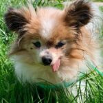 A 30 anni, questo adorabile cagnolino francese potrebbe essere il più vecchio del mondo 


