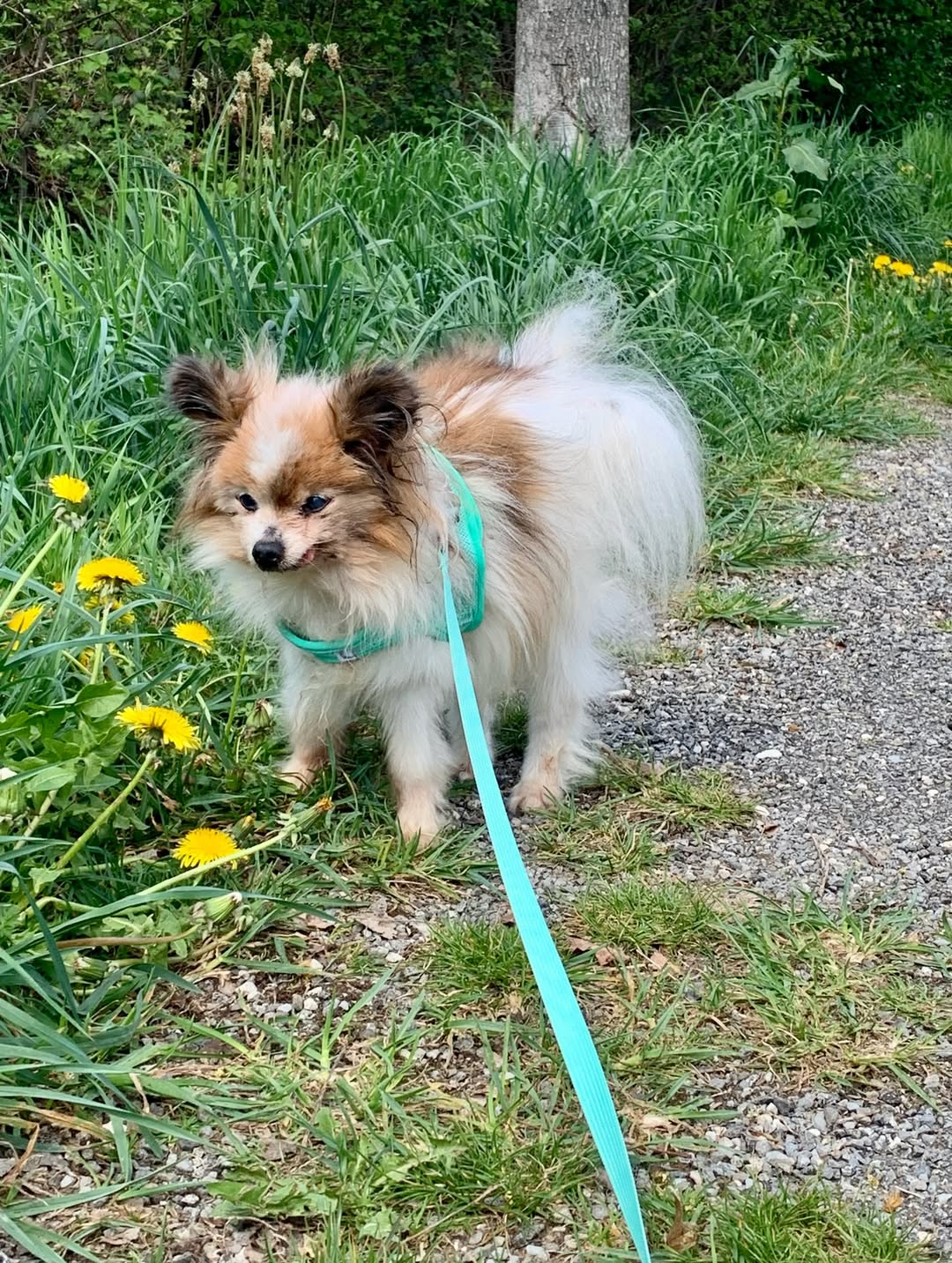 Il cane Lazzaro