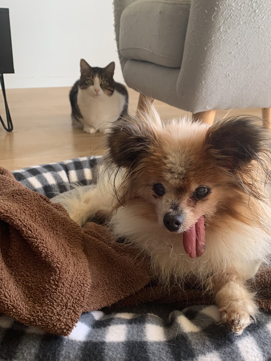 Il cane Lazzaro