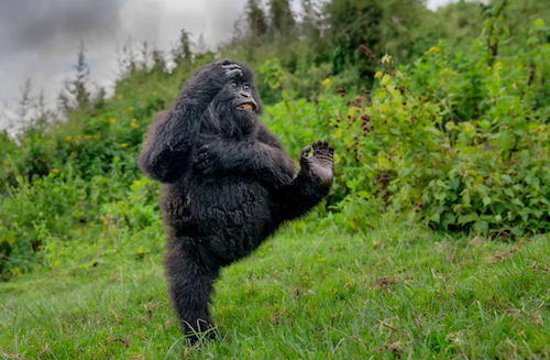 Un gorilla determinato