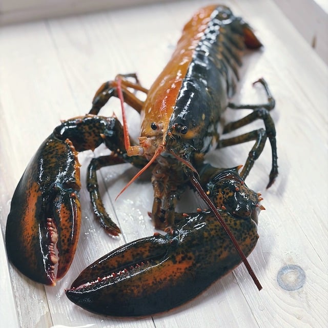 L'aragosta bicolore
