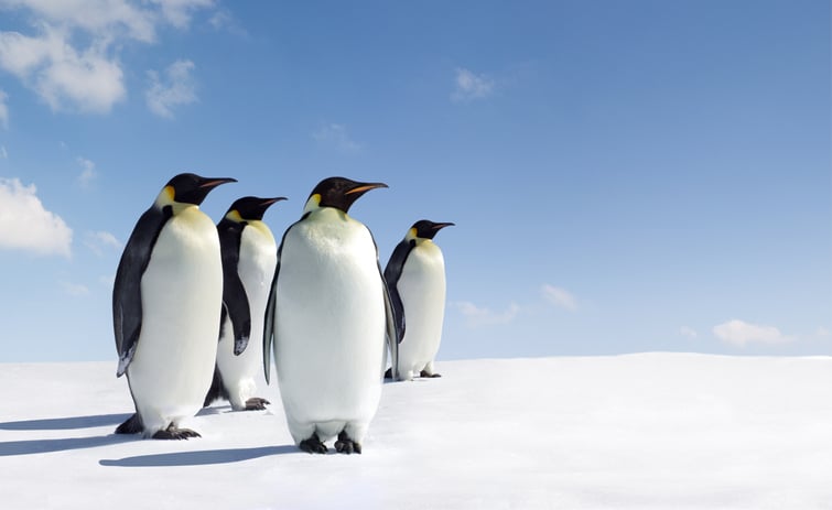 Pinguini imperatori