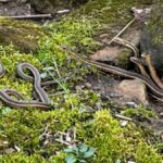L'operaio del parco filma una scena estremamente rara: 8 serpenti escono insieme dal letargo


