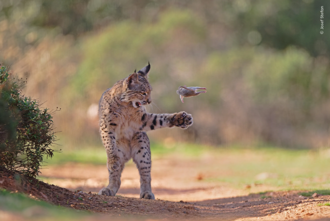Una lince gioca con un roditore