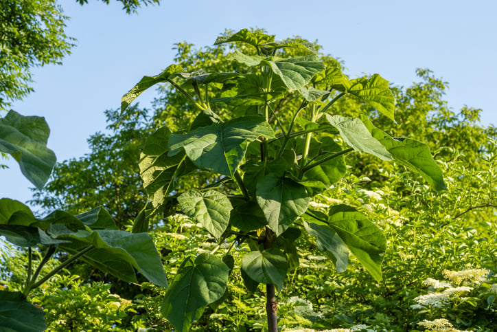 Una giovane Paulownia