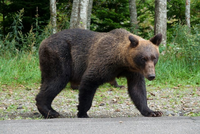 Un orso bruno che cammina sulla strada nella penisola di Shiretoko, Hokkaido