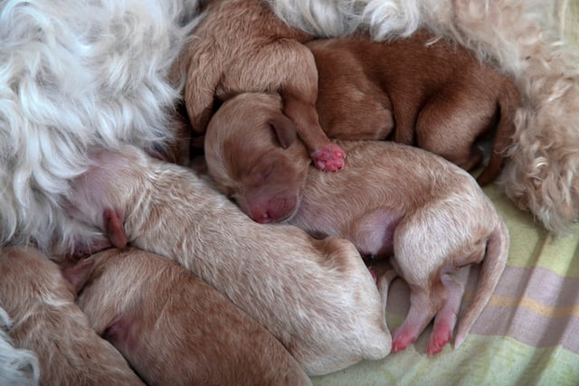 Cuccioli appena nati