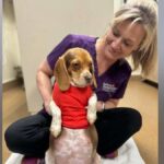 Un veterinario fa una radiografia a una cagnolina incinta e non riesce a credere a ciò che scopre


