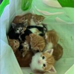 Due addetti alla manutenzione salvano 14 gattini abbandonati in una borsa della spesa


