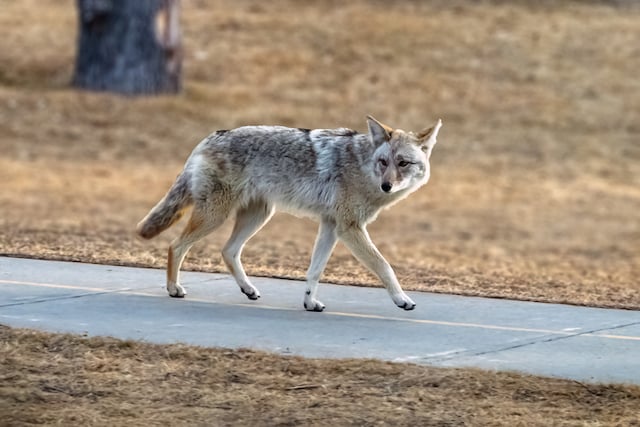 Un coyote che passeggia per la città degli Stati Uniti