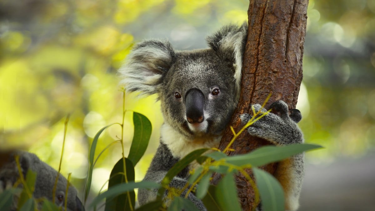 Questa associazione australiana sta cercando il prossimo soccorritore di koala


