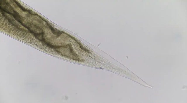Foto del rotiferi bdelloide