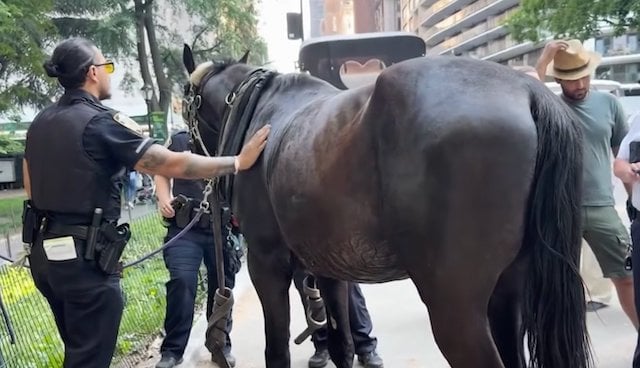 Foto che mostra un agente di polizia di New York che accarezza un cavallo
