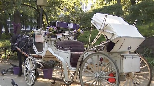 Tipica carrozza trainata da cavalli a New York