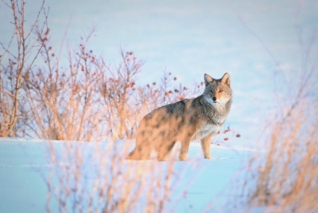 Un coyote nel suo habitat naturale fotografato da Jamie Ruggles
