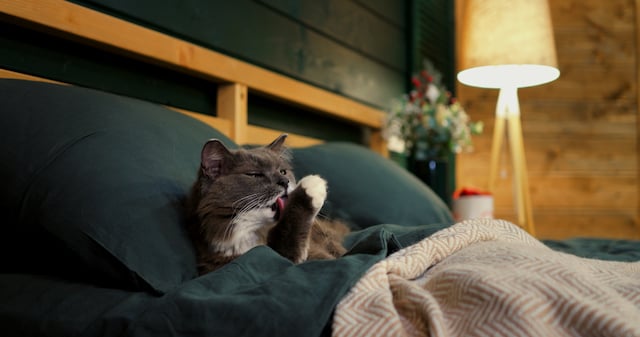 Un gatto comodamente seduto in un letto