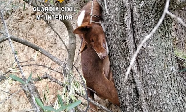 Il cane è stato trovato appeso ad un albero