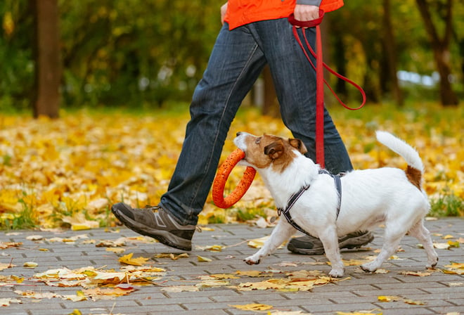 Un cane