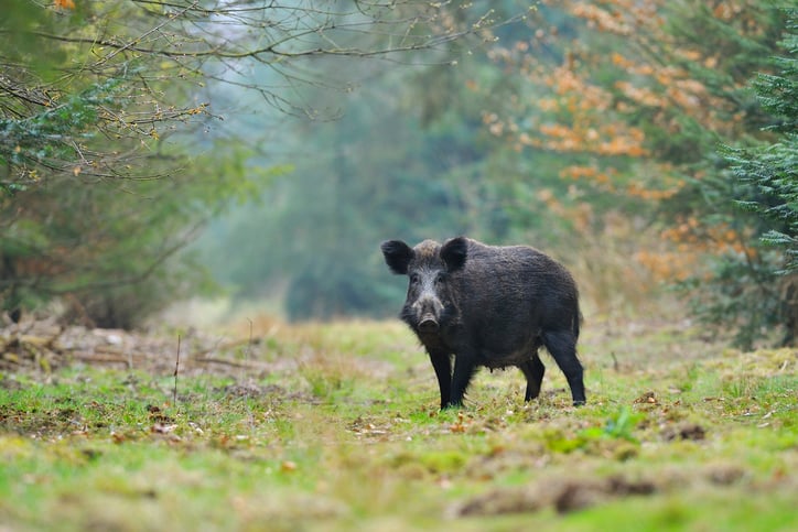Un cinghiale