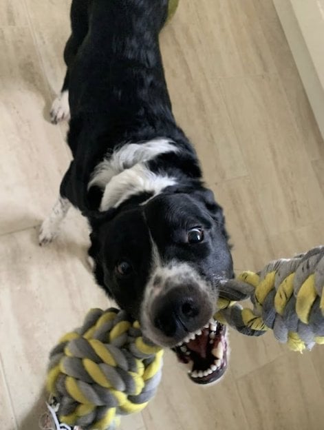 Ted Bear, il cane di Jayne Stephen