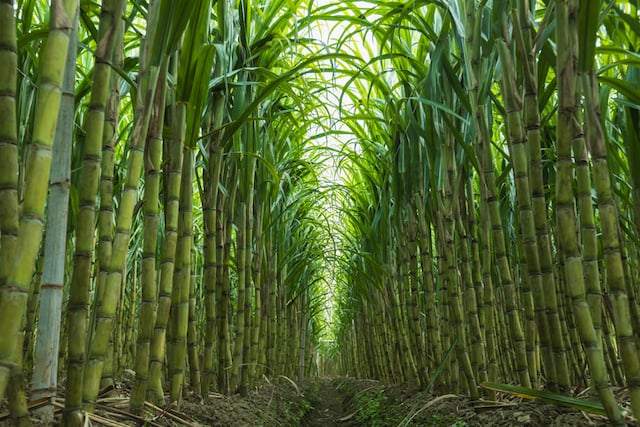 Campo di canna da zucchero