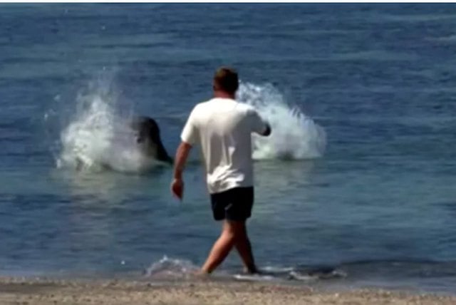 Screenshot che mostra il turista che lancia una pietra alla foca monaca