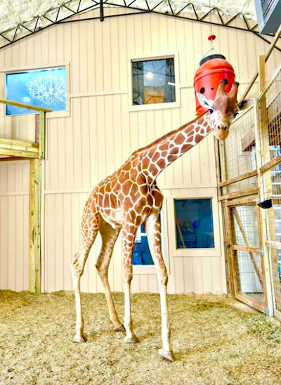 Yoshi la giraffa