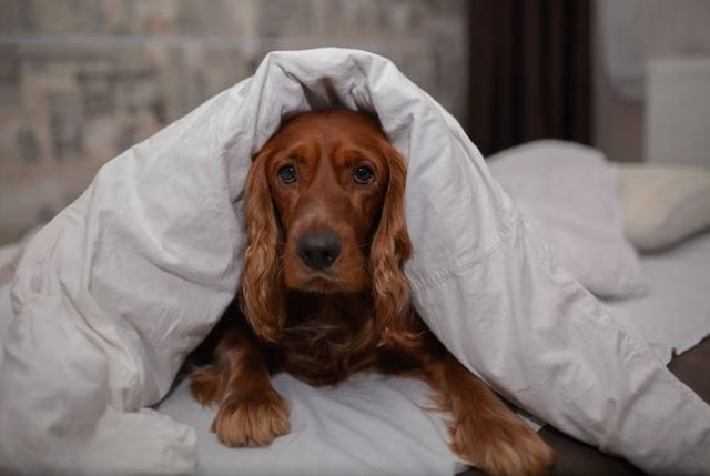 Un cane sdraiato in un letto
