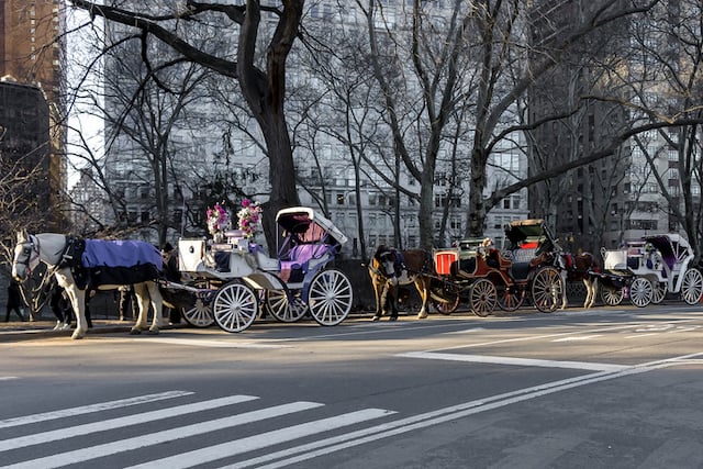 Linea di carrozze trainate da cavalli a New York