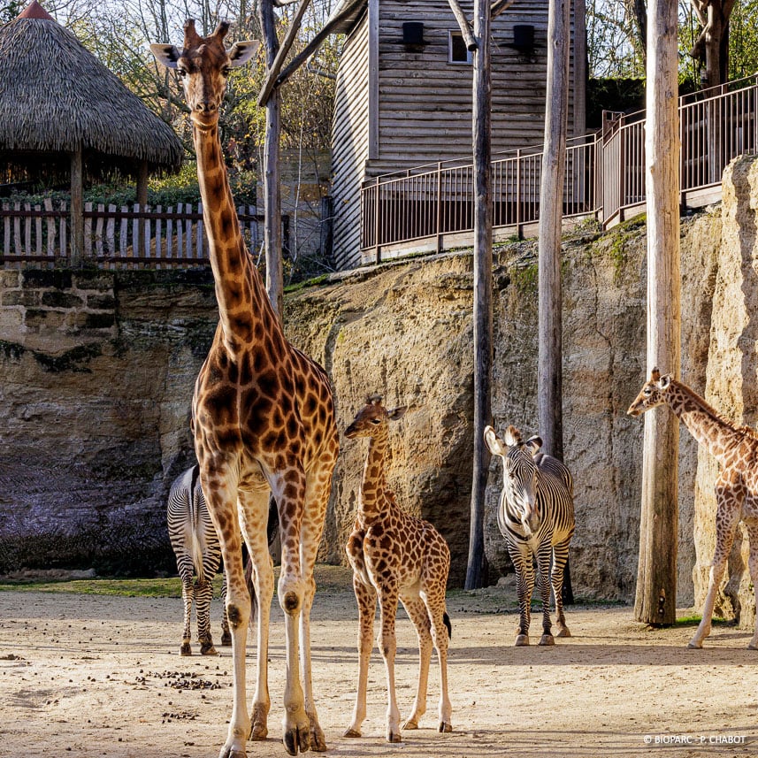 Giraffe nel parco