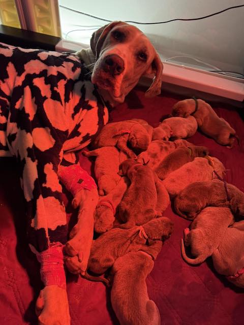 Piper e i suoi cuccioli