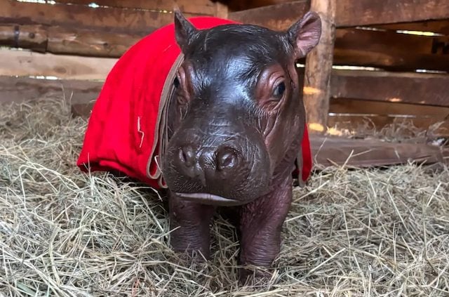 Il cucciolo di ippopotamo di nome Bumpy