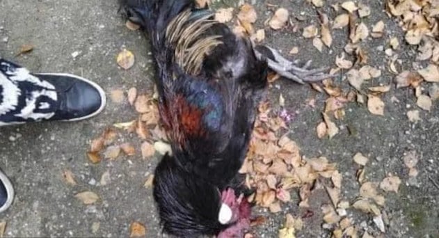 Foto del gallo macellato