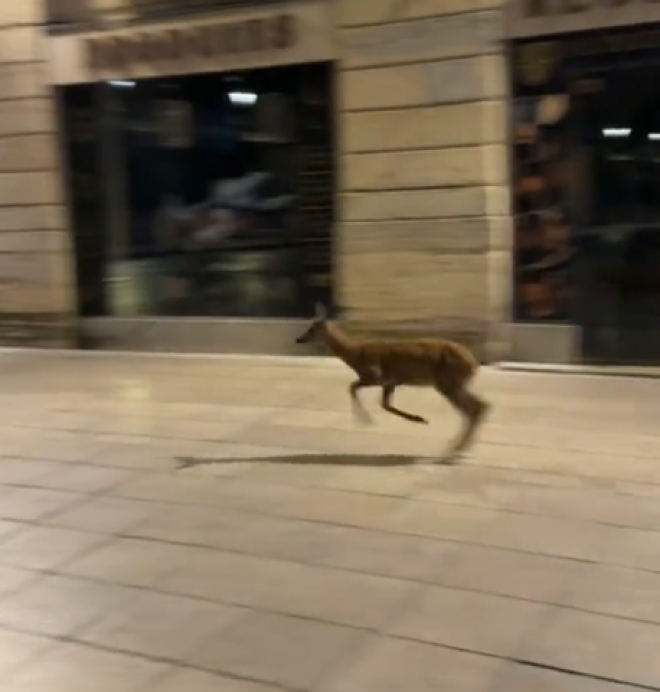 Un cervo in città