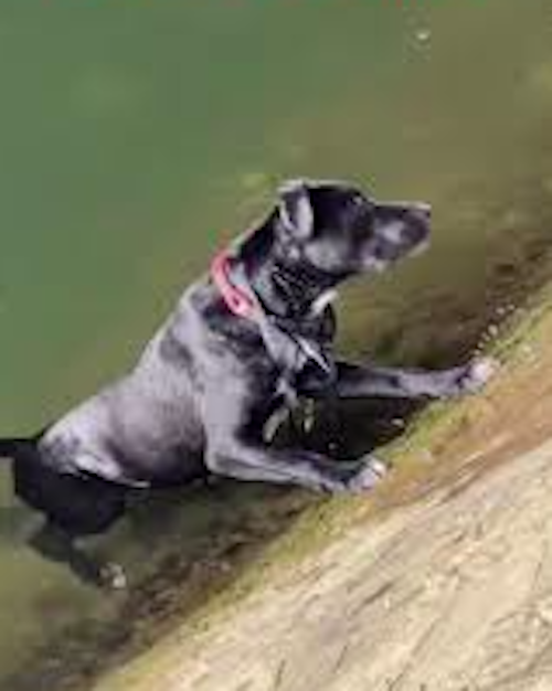 Un cane caduto nella Senna