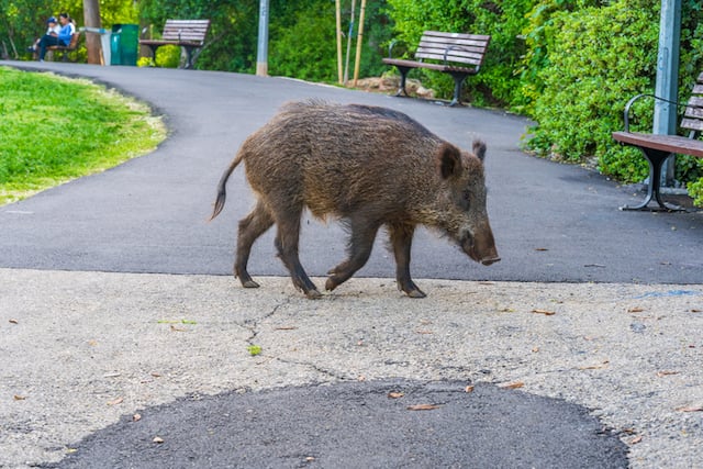 Un cinghiale che cammina in un parco pubblico