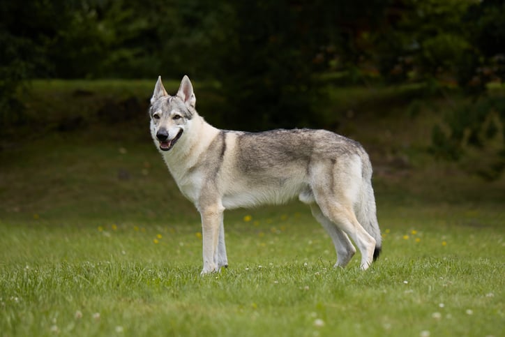 Un cane lupo cecoslovacco