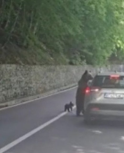 L'orso in piedi vicino al veicolo