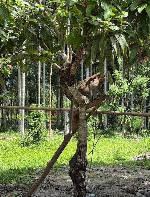 Choke, il macaco dalla coda lunga responsabile della morte del ragazzino
