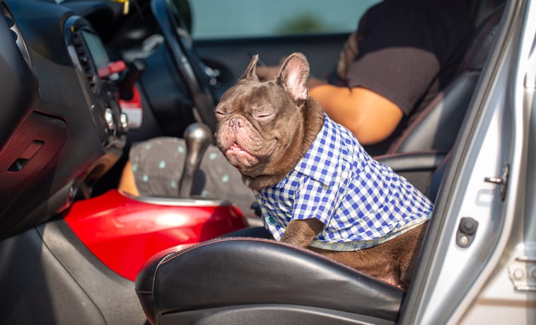 Un bulldog in macchina