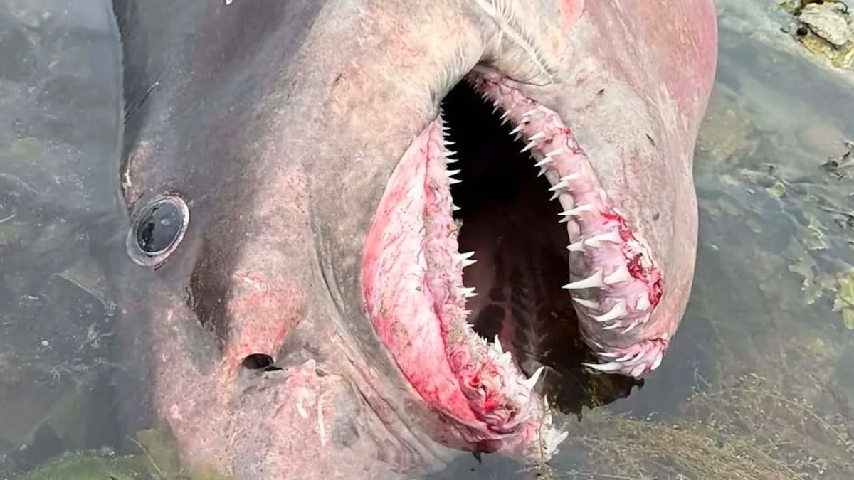 597 kg per 4,30 m: questo squalo rinvenuto a Jersey appartiene a una specie mai registrata sull'isola... e in grave pericolo di estinzione


