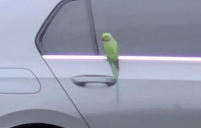 Il parrocchetto verde che semina terrore