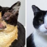 Il gatto diventa virale grazie alla straordinaria guarigione, appena 3 mesi dopo essere sopravvissuto al fuoco


