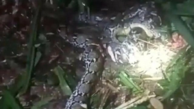 Il pitone reticolato che ha ucciso il 44enne abitante del villaggio
