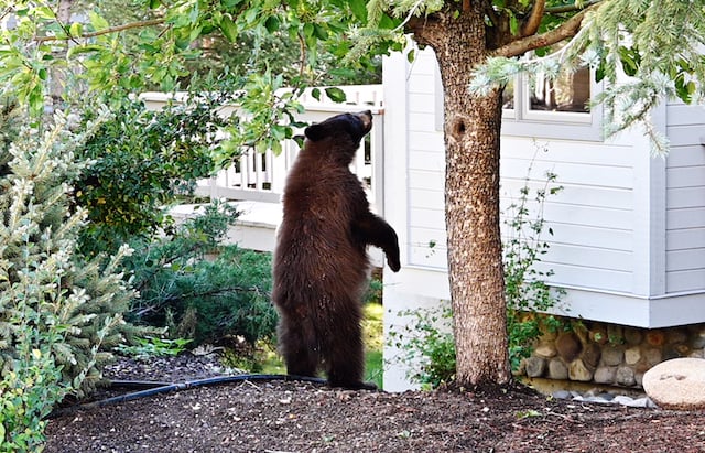 Un orso in piedi vicino a un albero che guarda una casa